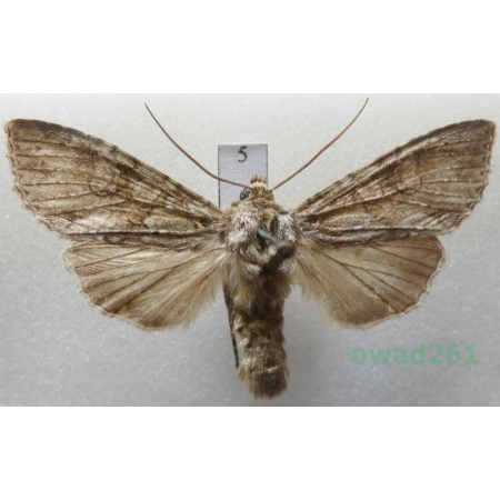 Polia nebulosa (Hufnagel, 1766) Czech5